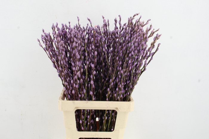 <h4>Salix Snowflake 70cm Milka</h4>