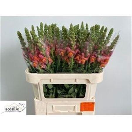 <h4>Antir Avignon D Orange</h4>