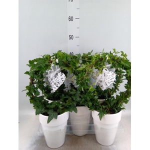 Hedera ...green leafed