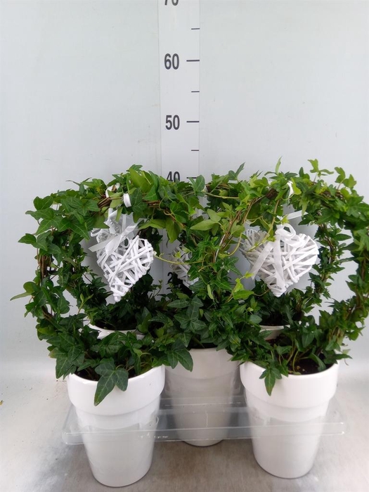 <h4>Hedera ...green leafed</h4>