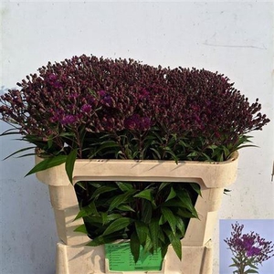 Vernonia Crinita