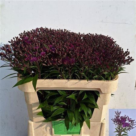 <h4>Vernonia Crinita</h4>