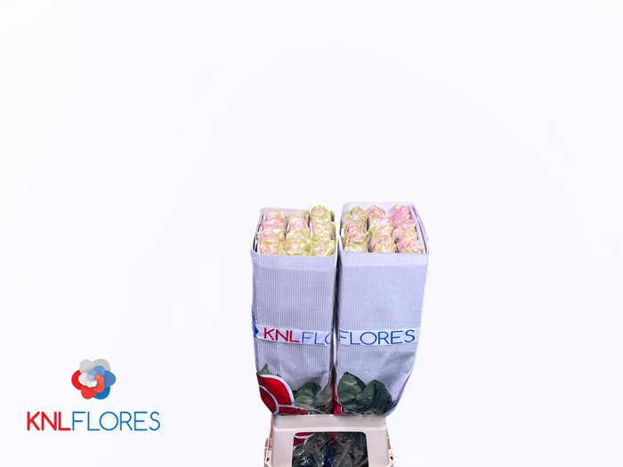 <h4>R GR FRUTTETO</h4>