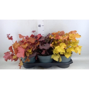 Heuchera  'Indian Summer'   ...mix