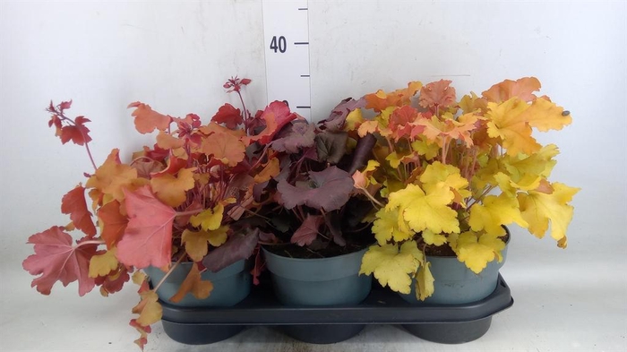 <h4>Heuchera  'Indian Summer'   ...mix</h4>
