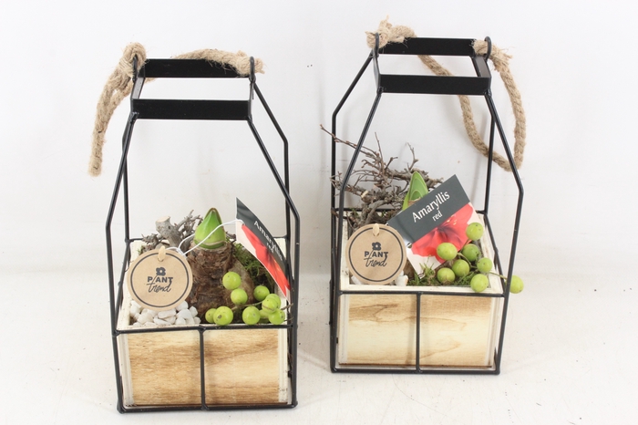 <h4>arr4 Amaryllis PL - Metaal lantaarn hout 4kant</h4>