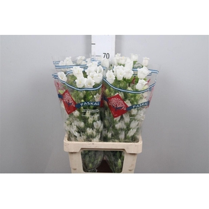 Camp M Champion White