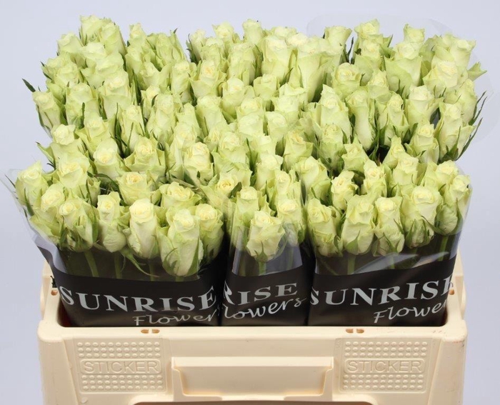 <h4>R GR ATHENA</h4>