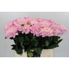 Dahlia Princess Kate