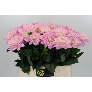 Dahlia Princess Kate