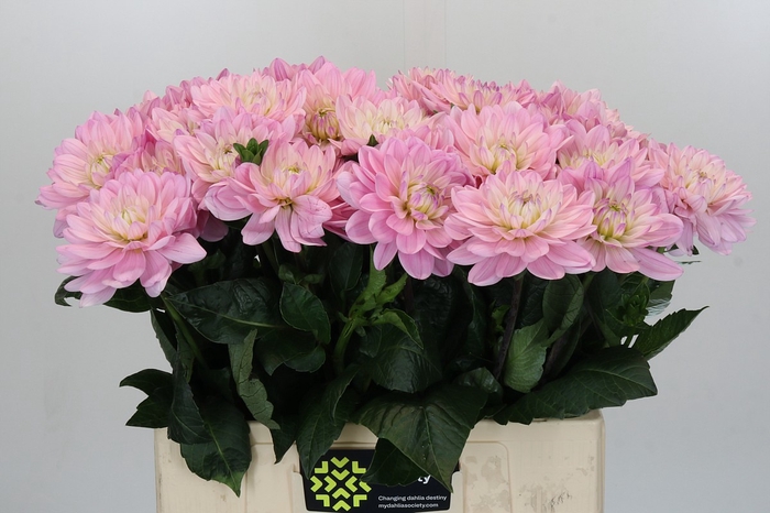 Dahlia Princess Kate