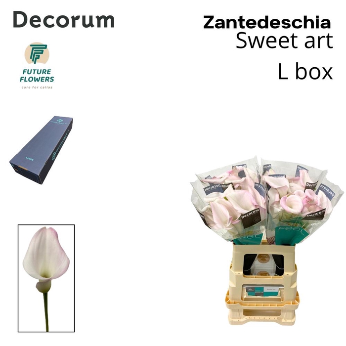 <h4>ZANT SWEET ART L BOX</h4>