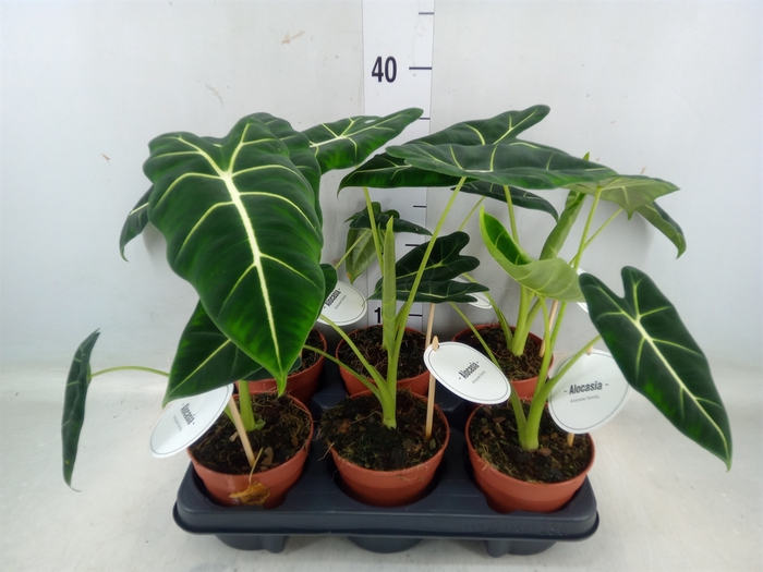 <h4>Alocasia   ...</h4>