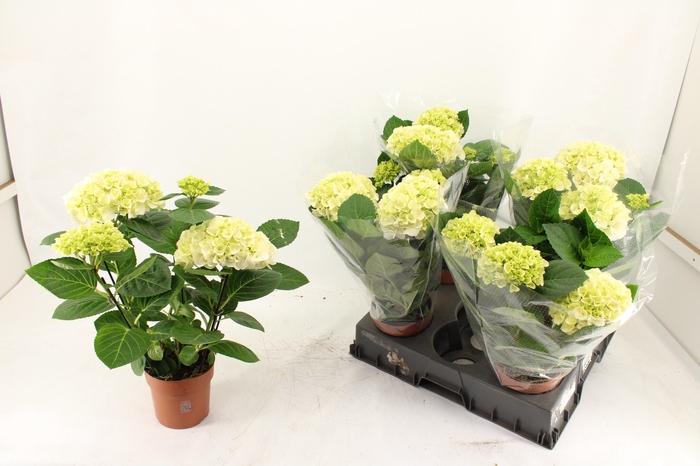 <h4>HYDR M HI WHITE SUN</h4>