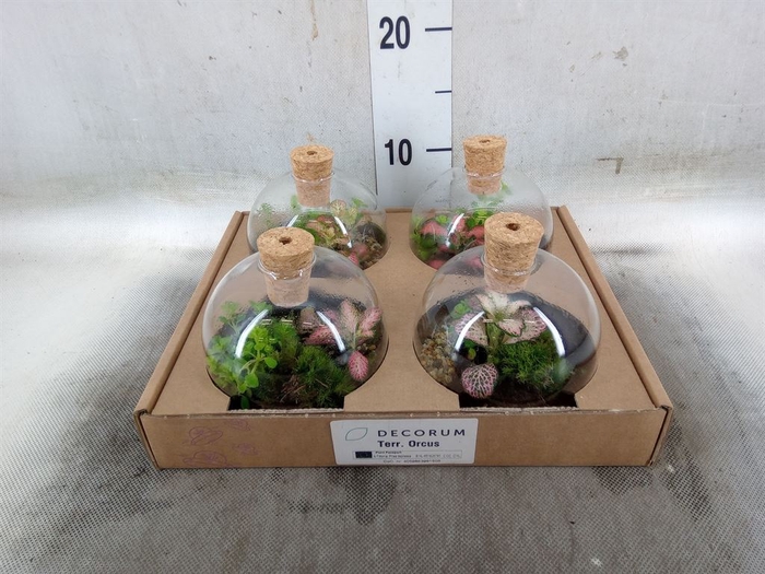 <h4>Arr.   Kamerplant Groen H%</h4>