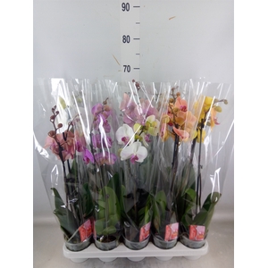Phalaenopsis   ...mix
