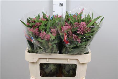 <h4>Ascl Inc Soulmate</h4>