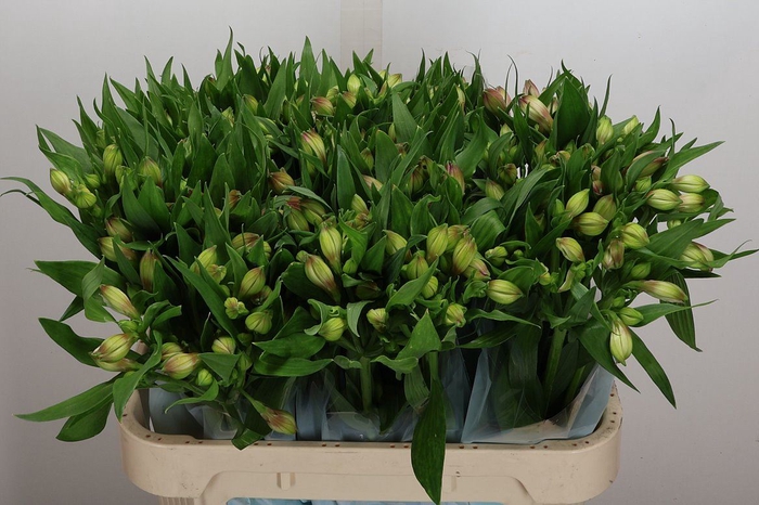 <h4>Alstroemeria  'Layla'</h4>