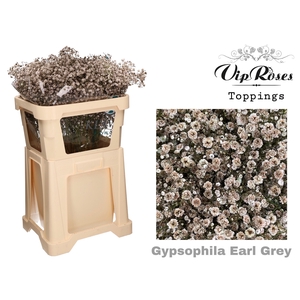 GYPS PA EARL GREY