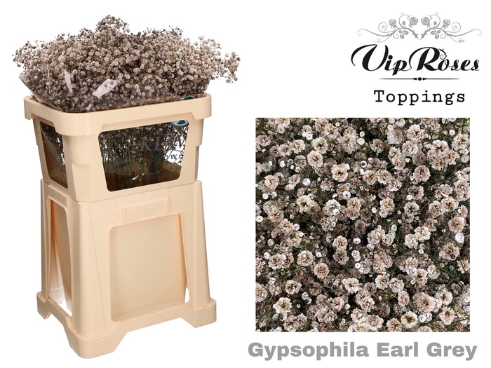 GYPS PA EARL GREY