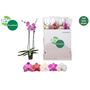 PHAL GEM 5 KL