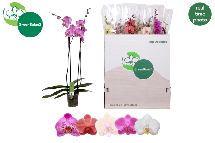 <h4>PHAL GEM 5 KL</h4>