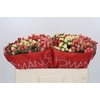 Hypericum Rainbow Romance