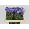 Ageratum Blue Planet
