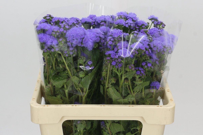 <h4>Ageratum Blue Planet</h4>