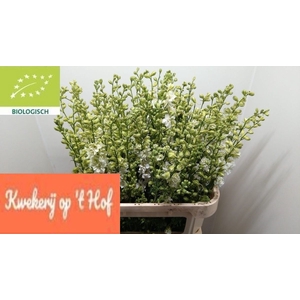 Delph Ridder White Bloemenliefde