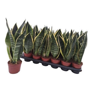 SANSEV FUTURA SUPERB