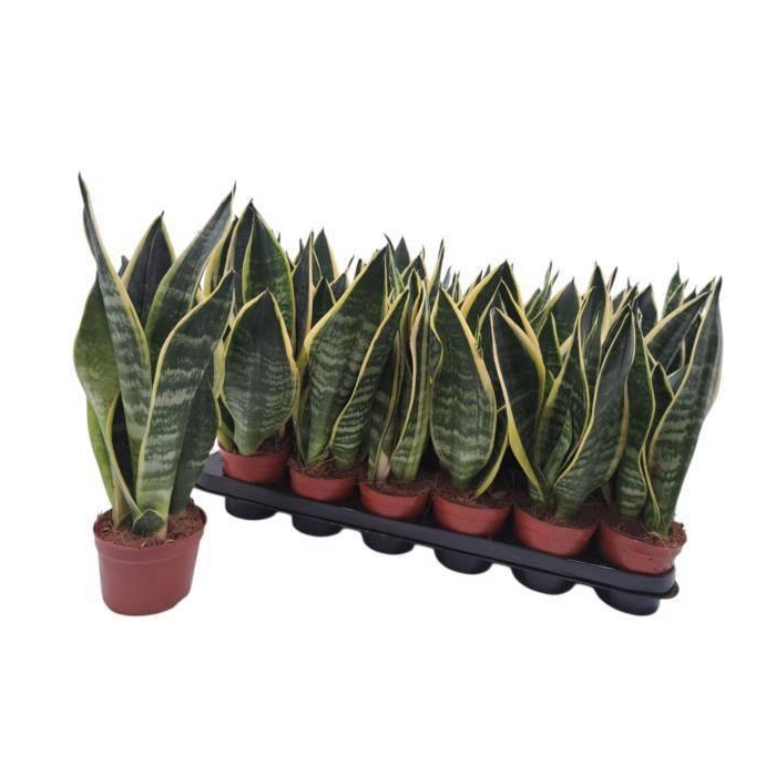 <h4>SANSEV FUTURA SUPERB</h4>