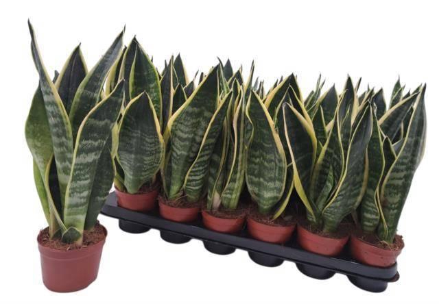 SANSEV FUTURA SUPERB