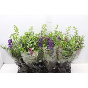 ANGELONIA P14 VARIADO