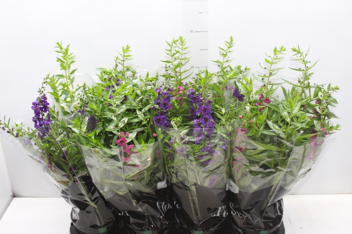 <h4>ANGELONIA P14 VARIADO</h4>