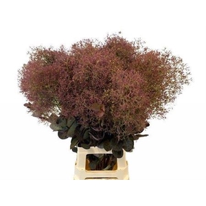 Cotinus C Mag Red Torch