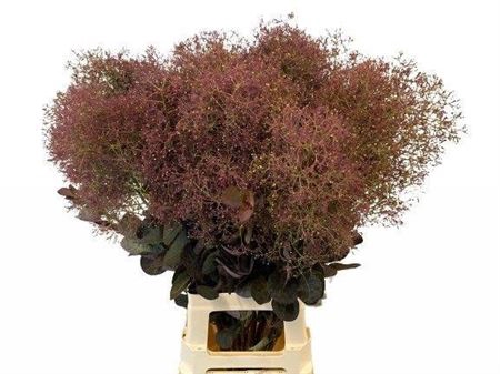 <h4>Cotinus C Mag Red Torch</h4>