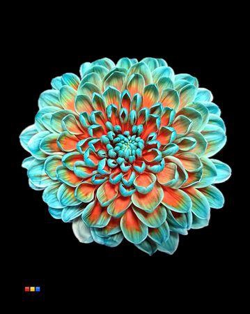 <h4>Chr T Altaj Papagayo</h4>