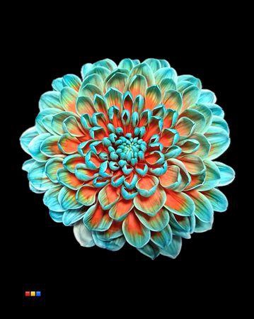 <h4>Chr T Altaj Papagayo</h4>