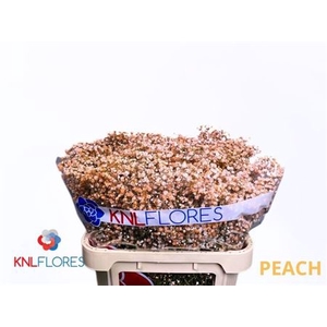 GYPS KLB H% PEACH 80/40GR ANGEBOT
