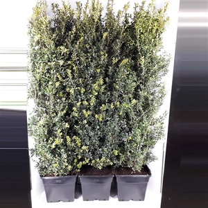 Buxus Sempervirens 150-160cm hegvorm