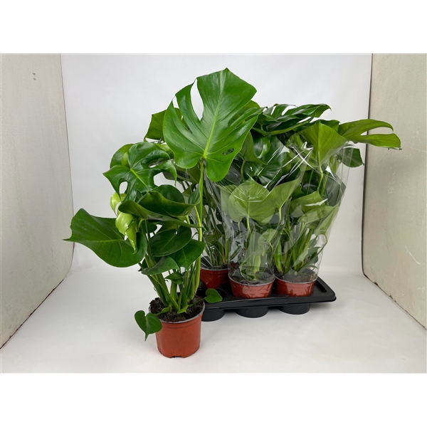 <h4>Monstera 70cm</h4>