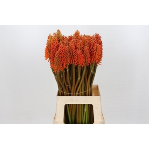 Kniphofia Eycone Orange