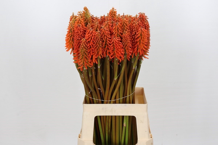 <h4>Kniphofia Eycone Orange</h4>