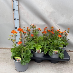 Geum coccineum 'Tosai'