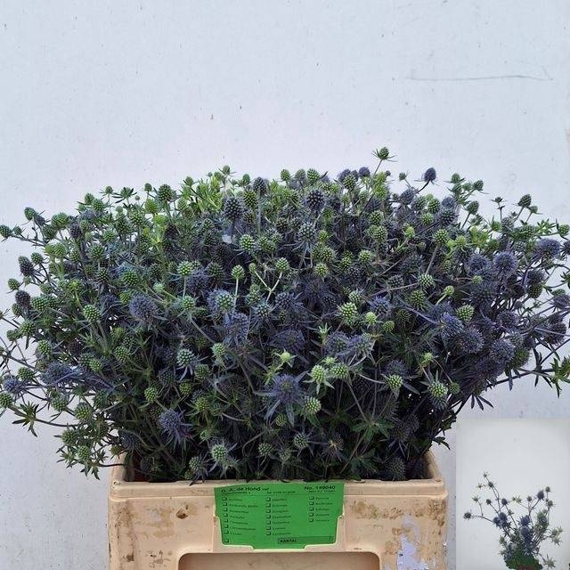 <h4>ERYN MAG BLUE LAGOON</h4>