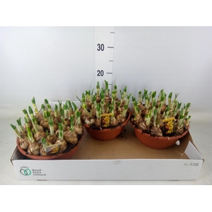 Narcissus cycl. 'Jetfire'