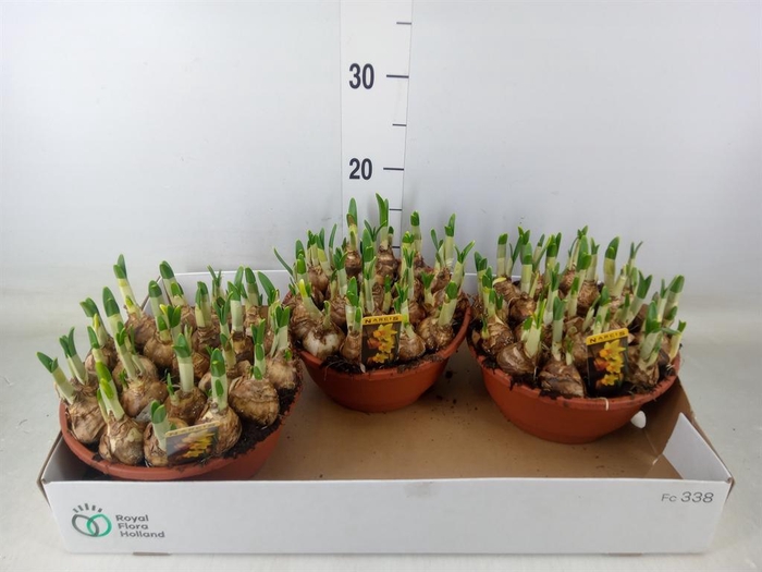 <h4>Narcissus cycl. 'Jetfire'</h4>