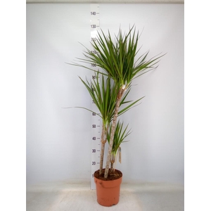 Dracaena marg.
