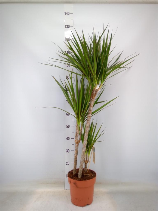 <h4>Dracaena marg.</h4>